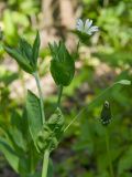 Cerastium davuricum. Верхушка веточки с цветком и бутоном. Башкортостан, Кугарчинский р-н, окр. дер. Мурадымово, природный парк \"Мурадымовское ущелье\", дол. р. Б. Ик, в тени деревьев. 31 мая 2024 г.