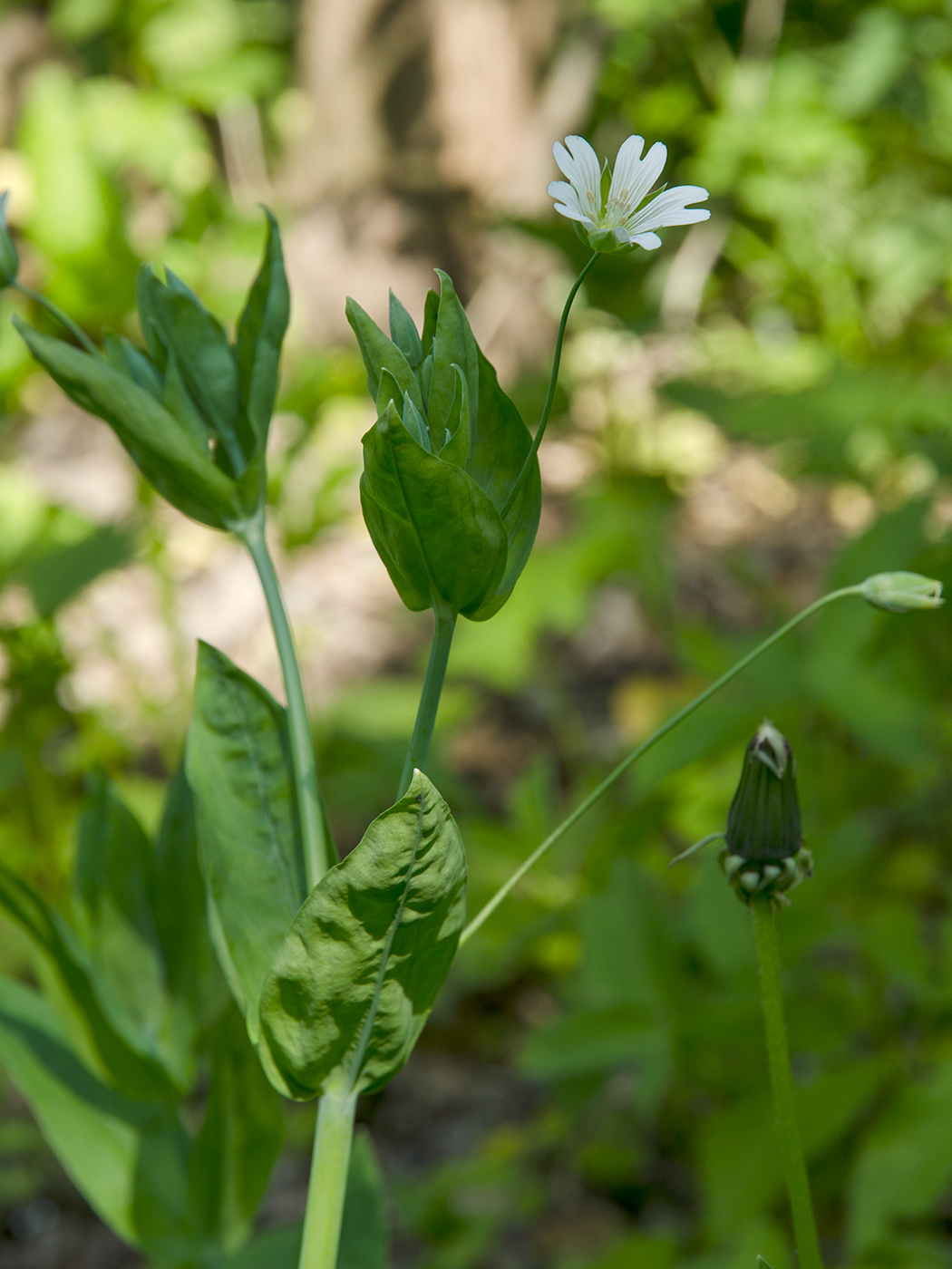 Изображение особи Cerastium davuricum.