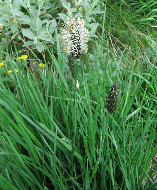 Image of Alopecurus alpinus specimen.