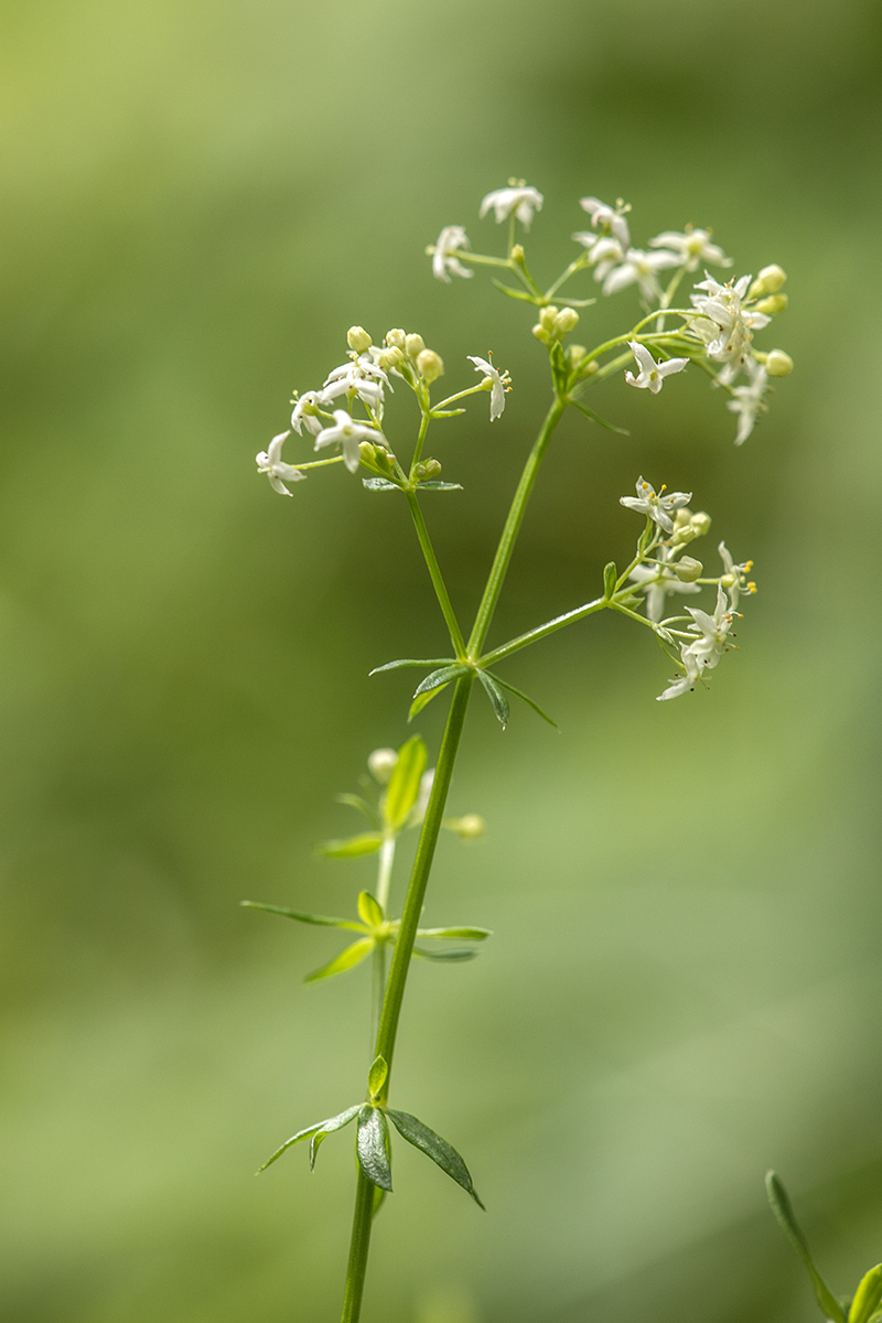 Изображение особи Galium mollugo.