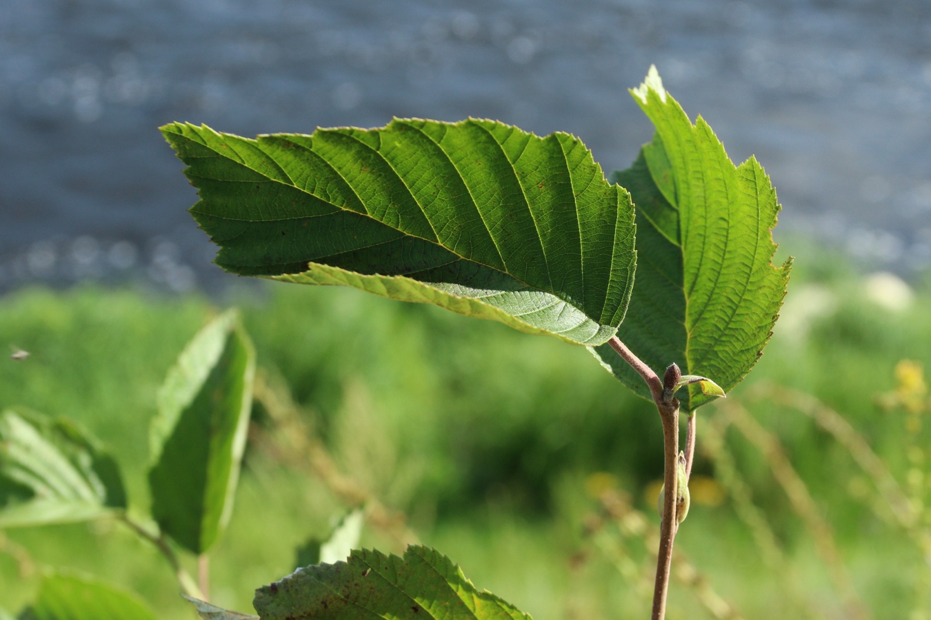 Изображение особи Alnus incana.