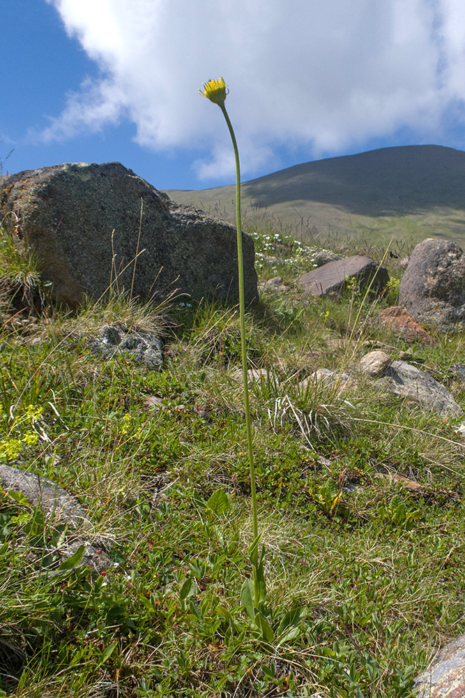 Image of familia Asteraceae specimen.