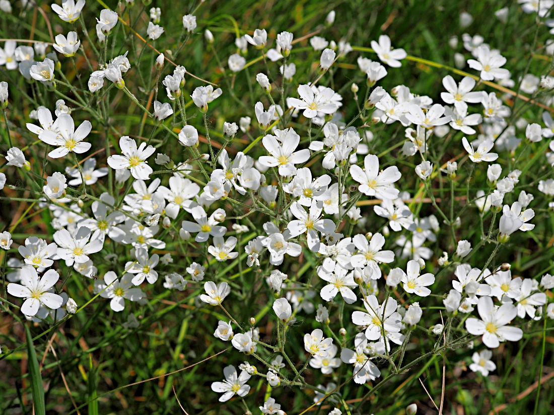 Image of Eremogone biebersteinii specimen.