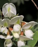 Robinia pseudoacacia