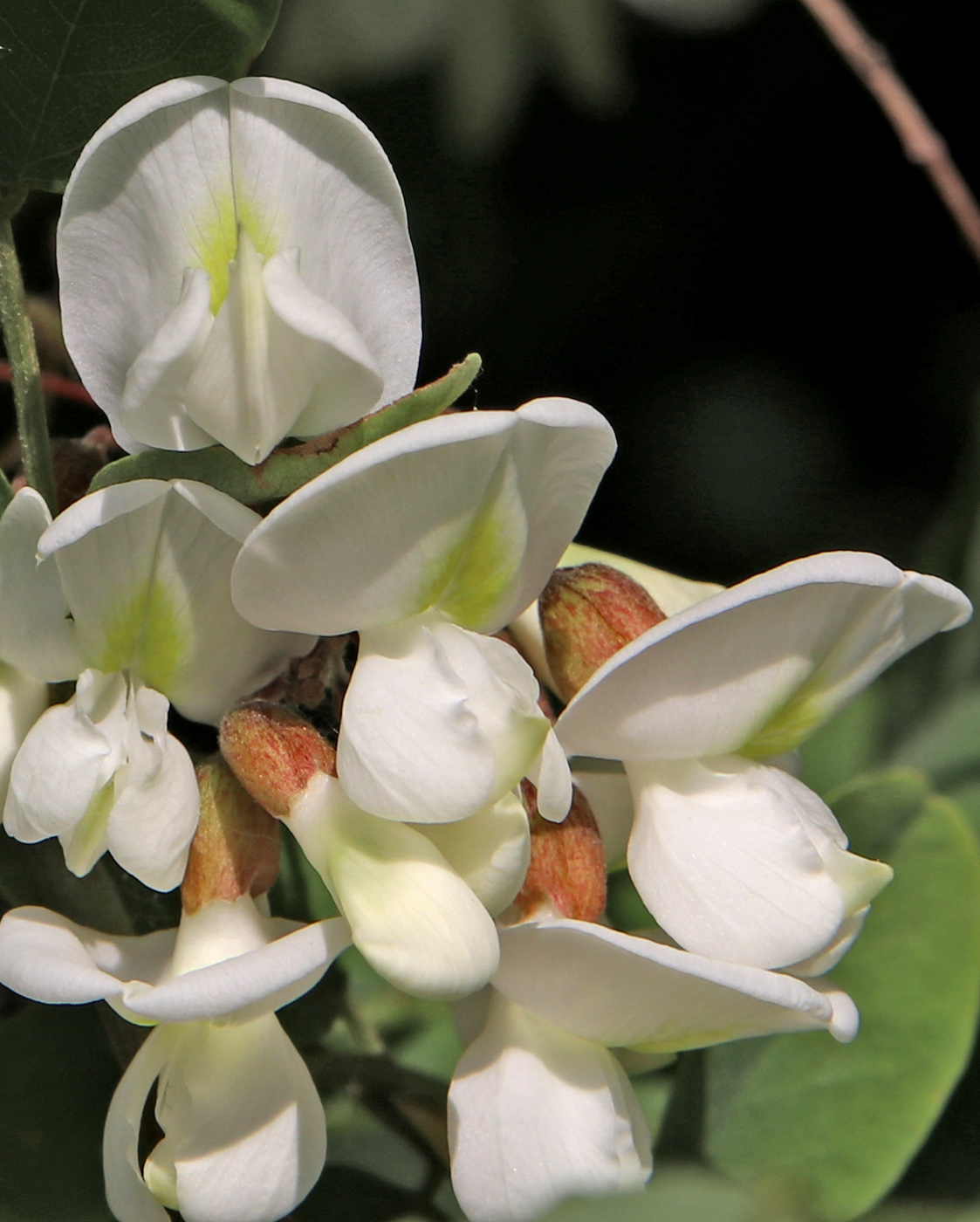 Изображение особи Robinia pseudoacacia.