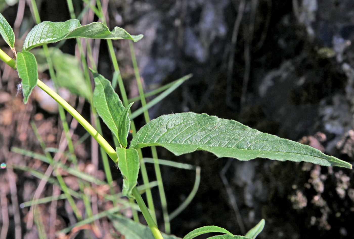 Image of Aconogonon alpinum specimen.