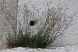Gypsophila altissima. Цветущее растение на карнизе мелового обрыва. Белгородская обл., Ивнянский р-н, окр. с. Драгунка; дол. р. Пена, правый берег. 239 июля 2022 г.