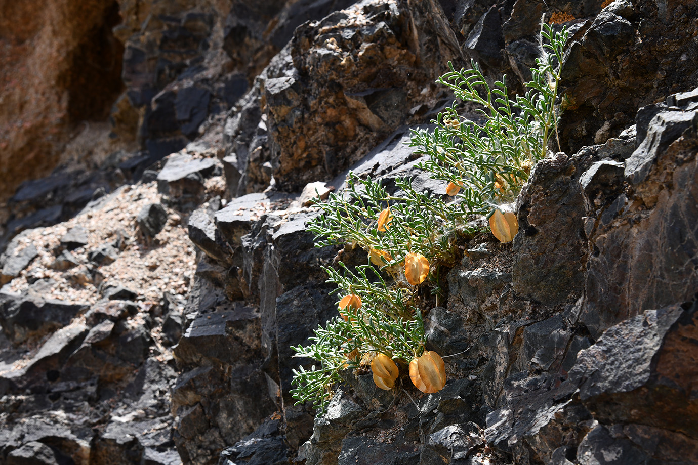 Image of Zygophyllum kegense specimen.