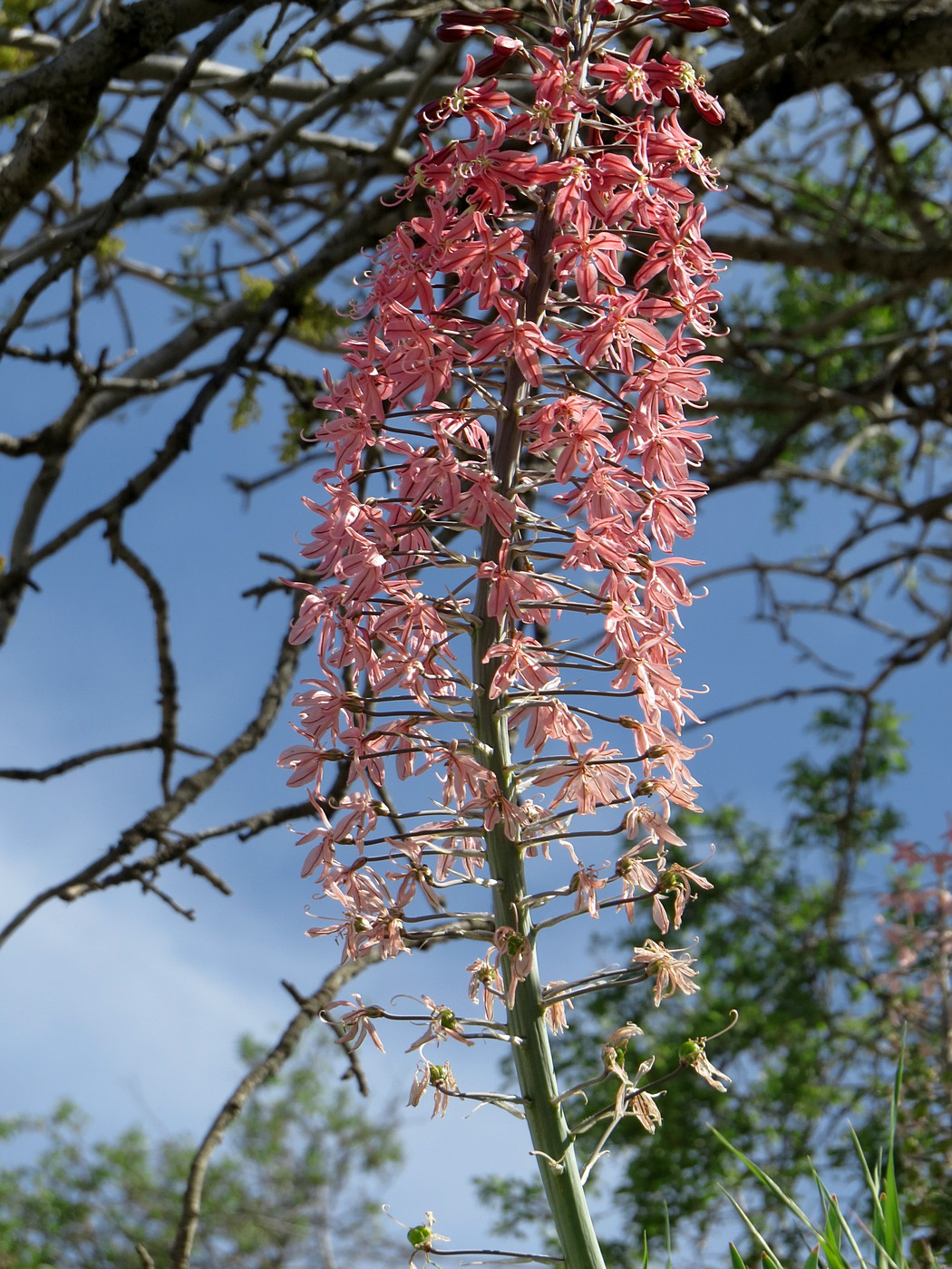Image of Eremurus alberti specimen.
