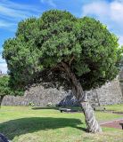 Melaleuca alternifolia