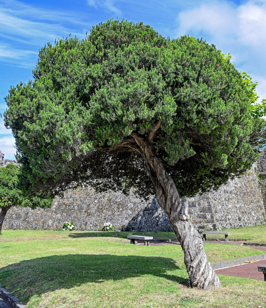 Изображение особи Melaleuca alternifolia.