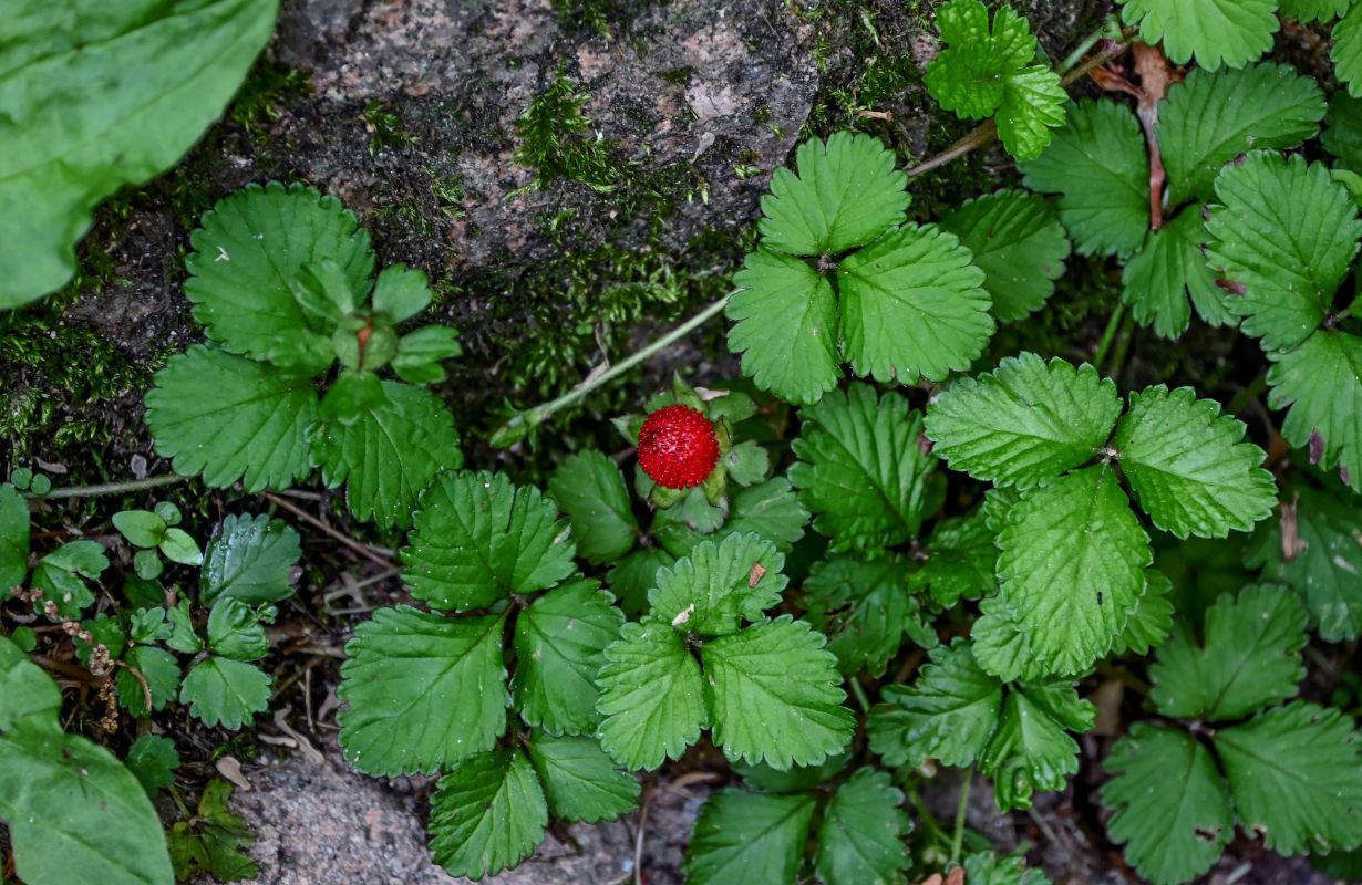 Изображение особи Duchesnea indica.