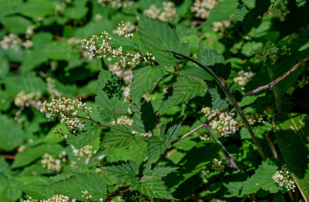 Изображение особи Stephanandra incisa.