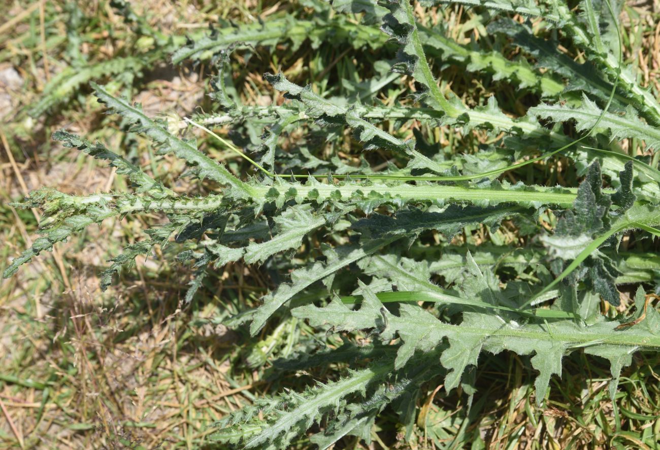 Image of genus Carduus specimen.