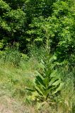 Verbascum lychnitis