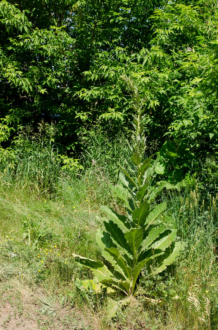 Изображение особи Verbascum lychnitis.