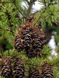 Pseudotsuga menziesii. Часть ветви с раскрывшимися шишками. Саратовская обл., г. Саратов, в культуре. 12.04.2026.
