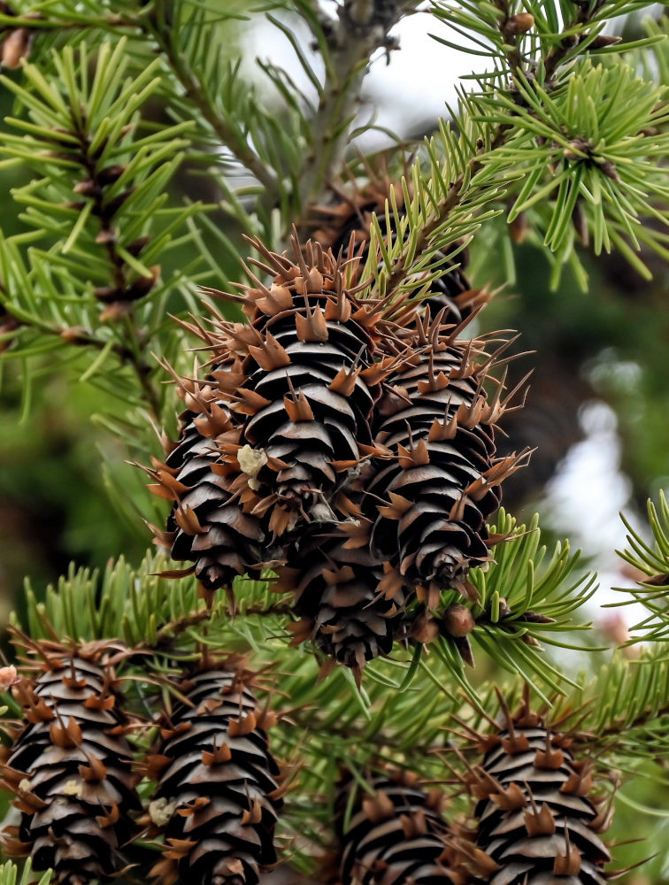 Изображение особи Pseudotsuga menziesii.