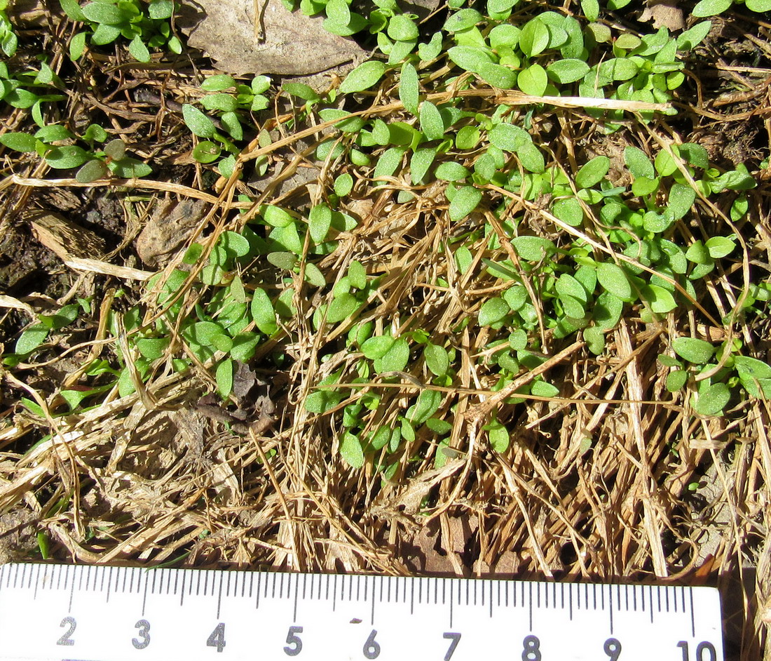 Image of Stellaria media specimen.