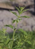 Lycopus europaeus. Верхушка растения с соцветиями с цветками, бутонами и сидящей мухой. Испания, Каталония, пров. Жирона, комарка Баш Эмпорда, муниципалитет Пальс, залежь на рисовом чеке. 21.06.2026.