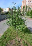 род Sorbus