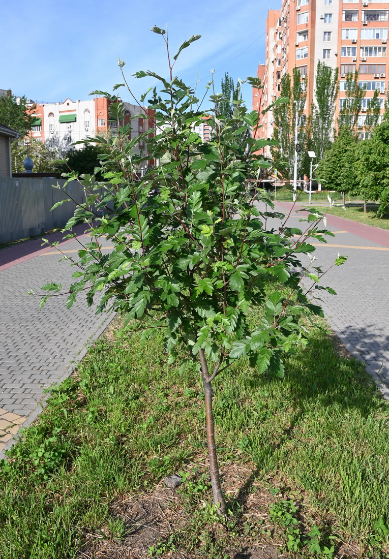 Изображение особи род Sorbus.