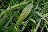 Dactylorhiza fuchsii