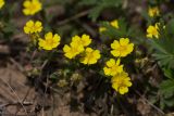 Potentilla humifusa. Цветущее растение. Ростовская обл., Мясниковский р-н, окр. хут. Недвиговка, степная балка. 02.05.2011.