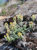 Scutellaria oxystegia