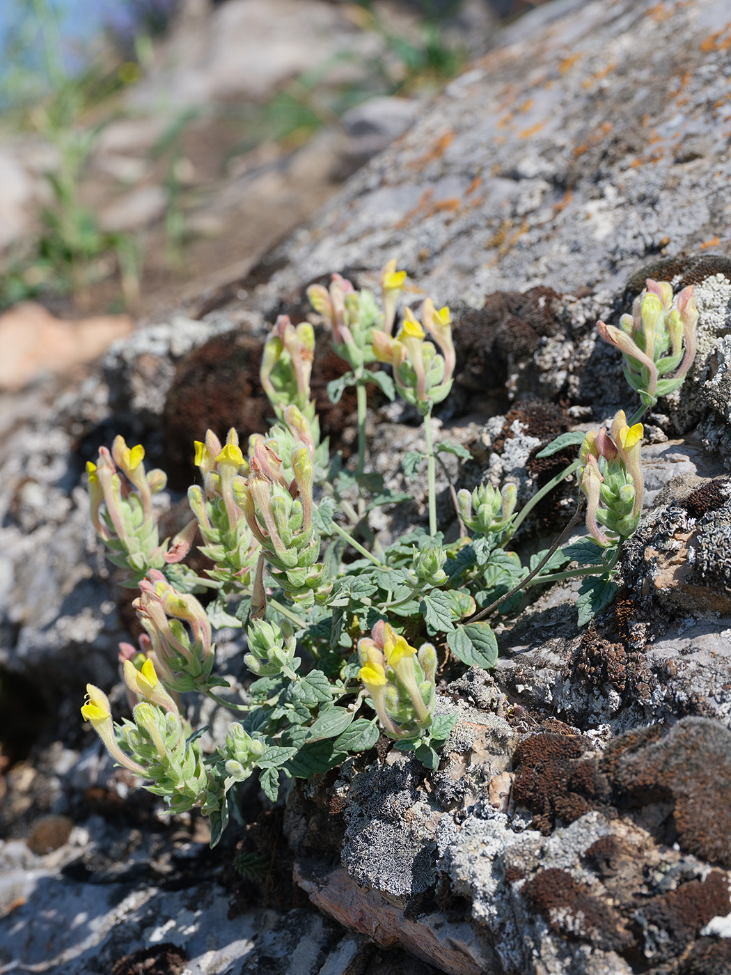 Image of Scutellaria oxystegia specimen.