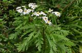 Argyranthemum pinnatifidum