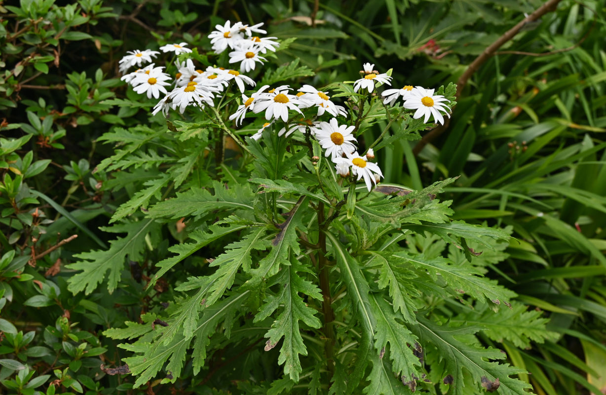 Image of Argyranthemum pinnatifidum specimen.