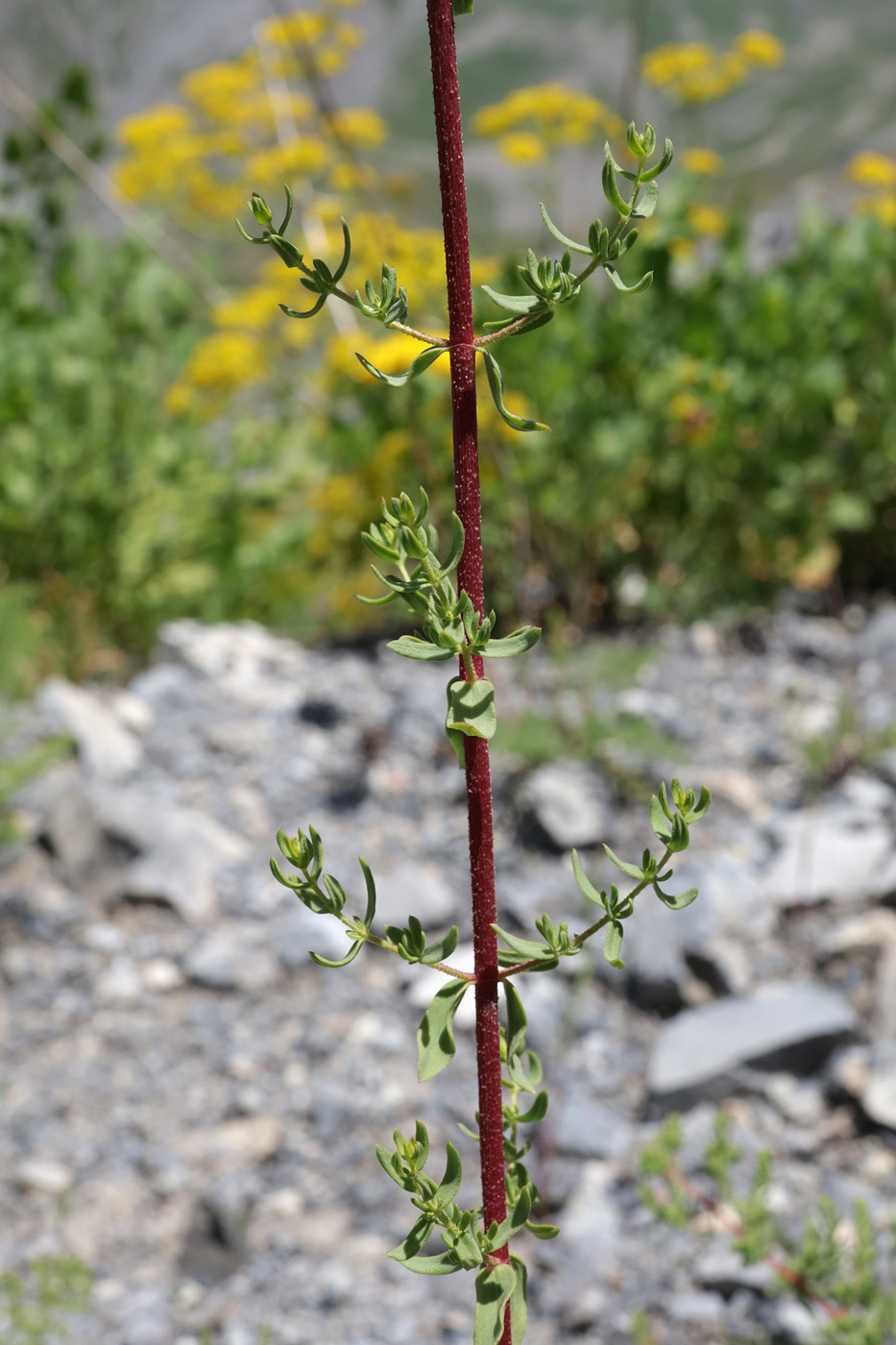 Изображение особи Hypericum scabrum.
