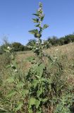 Althaea officinalis. Отцветающее растение. ЛНР, г. Луганск, пойма р. Лугань, прирусловая часть с луговой растительностью. 13.08.2026.