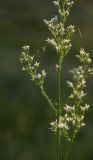 genus Silene