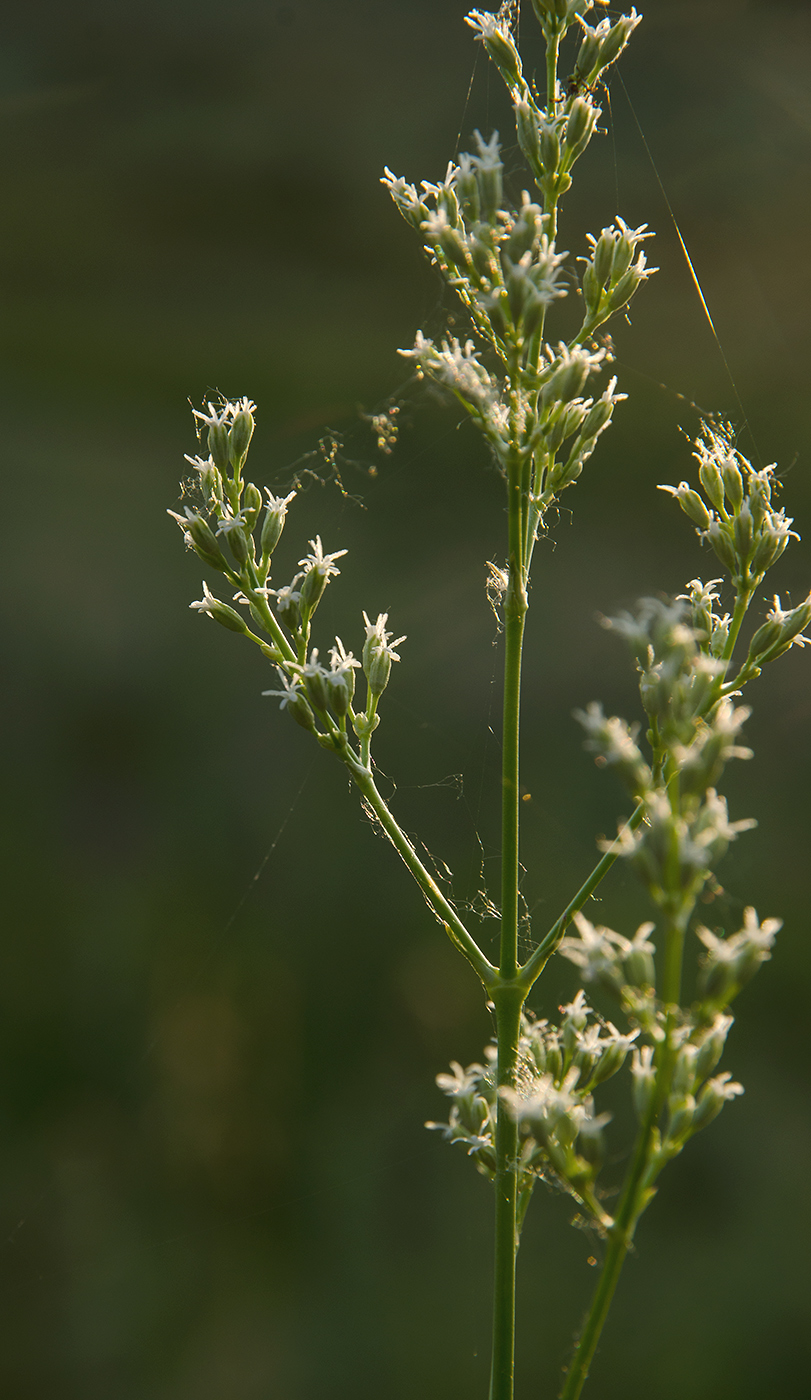 Image of genus Silene specimen.
