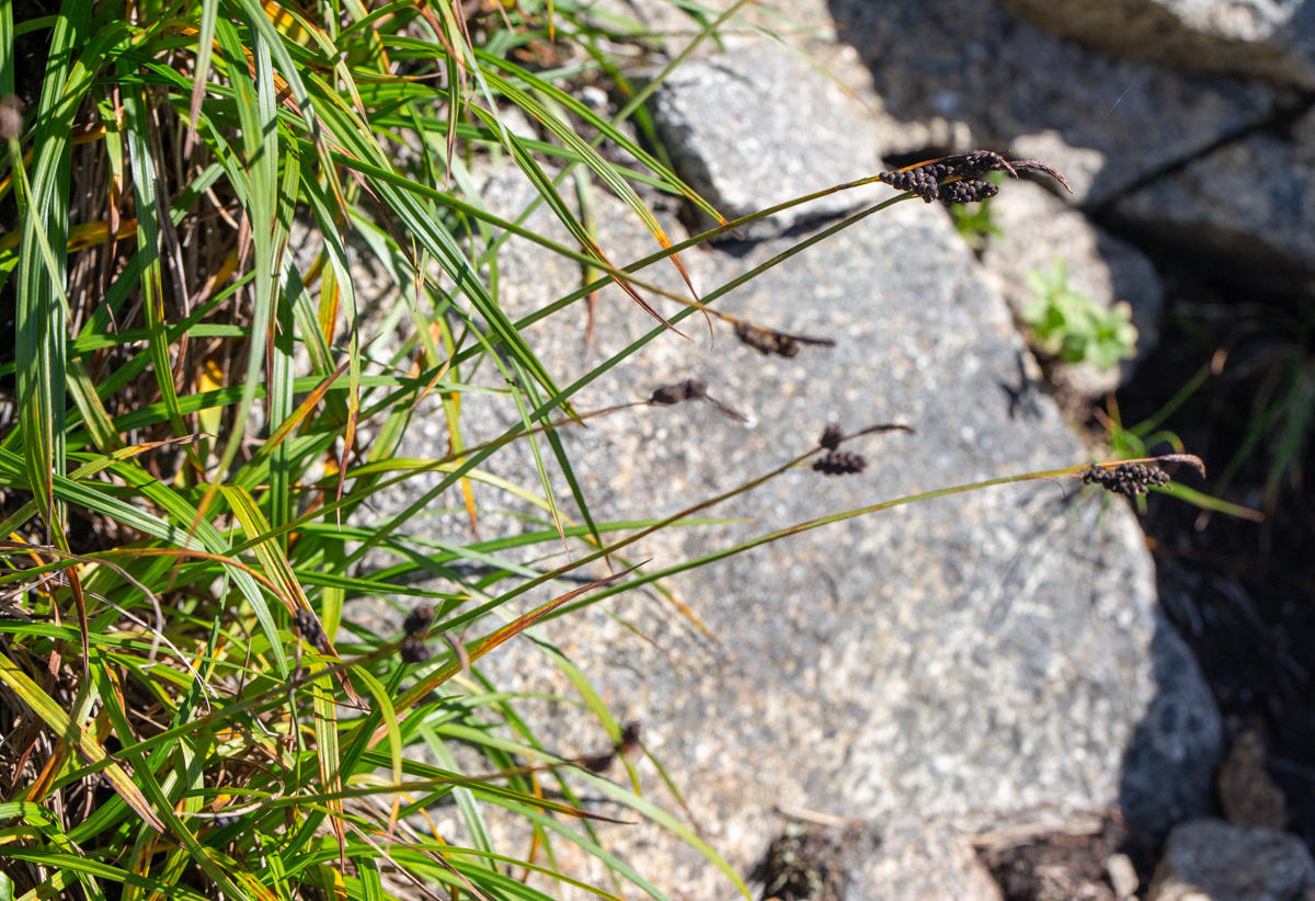 Image of Carex rigidioides specimen.