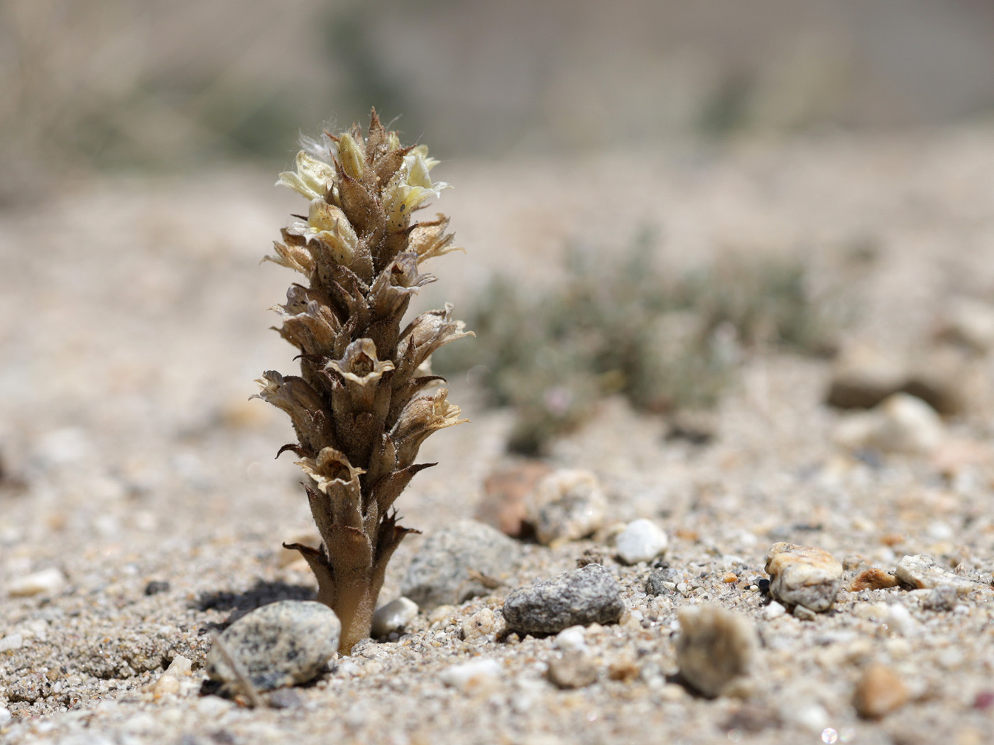 Изображение особи Orobanche camptolepis.