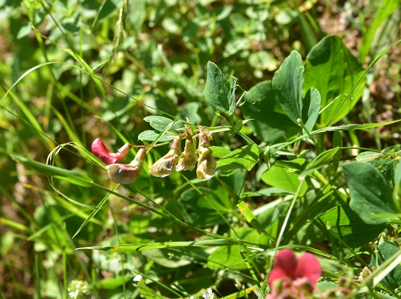 Image of genus Lathyrus specimen.