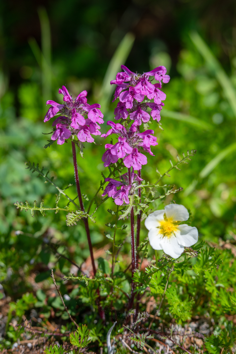Изображение особи род Pedicularis.