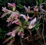 Astragalus monspessulanus