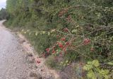 Crataegus monogyna. Верхушка ветви с соплодиями. Испания, Каталония, пров. Жирона, комарка Баш Эмпорда, муниципалитет Тороэлья-де-Монгри, окр. н.п. Улья, в составе гарриги, обочина полевой дороги. 24.10.2026.