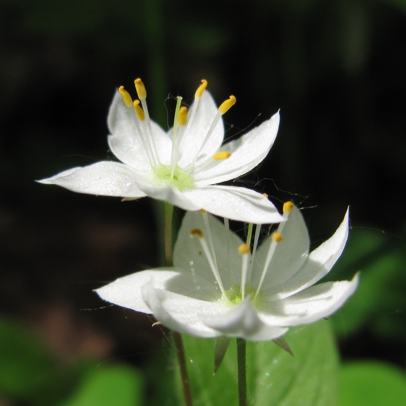 Image of Trientalis europaea specimen.