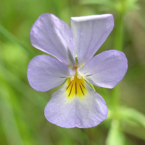 Изображение особи Viola tricolor.