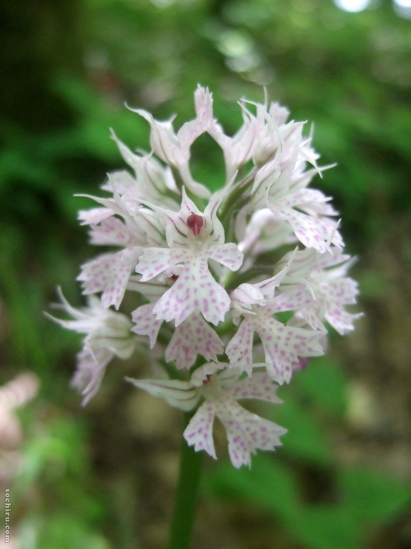 Image of Neotinea tridentata specimen.