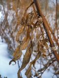 Solidago canadensis