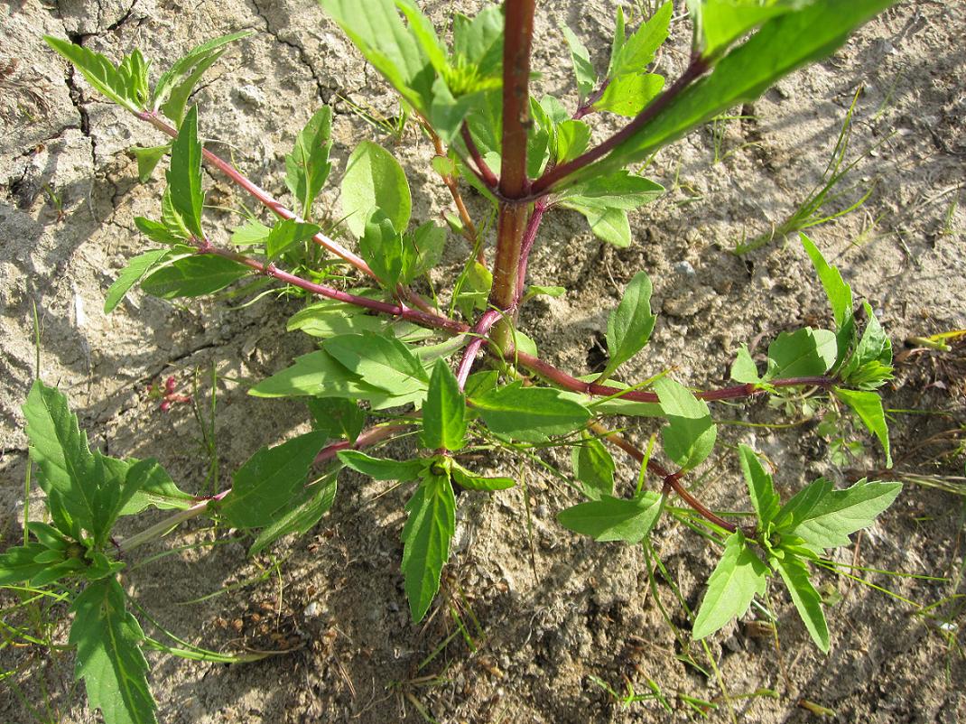 Image of Bidens minor specimen.