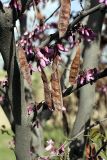 genus Cercis