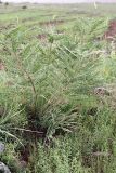 Astragalus retamocarpus