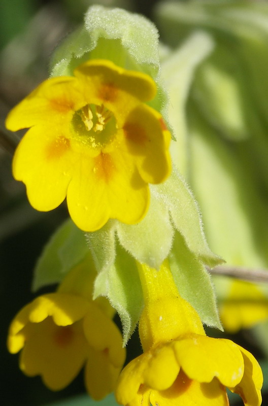 Изображение особи Primula veris.